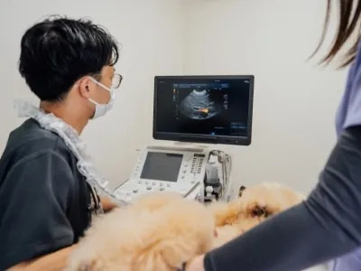 かなで犬猫クリニック