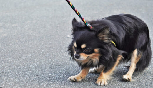 犬の副腎皮質機能低下症とは？原因から予後まで徹底解説