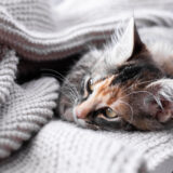 猫のマラセチア症とは?原因や症状、予防法について解説します