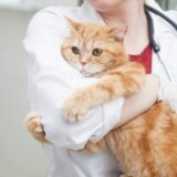 猫も花粉症になる?症状や予防法、似た症状をもたらす病気について解説