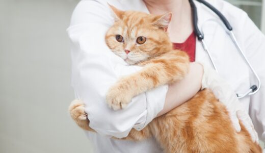 猫も花粉症になる？症状や予防法、似た症状をもたらす病気について解説