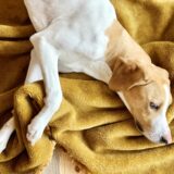 犬のリンパ腫とは?症状や治療法・早期発見のポイントについて解説