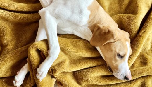 犬のリンパ腫とは？症状や治療法・早期発見のポイントについて解説