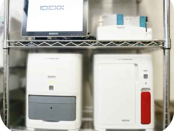 うすだ動物病院