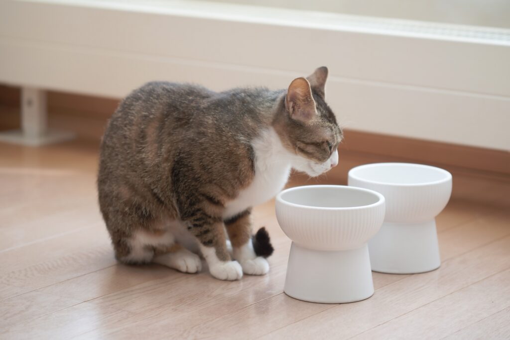 猫のうんちがゆるい状態(軟便)の原因