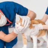 猫の粟粒性皮膚炎| 原因や治療法、予防法を解説します