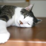 猫の熱|猫の平熱や発熱のサイン、原因について解説します