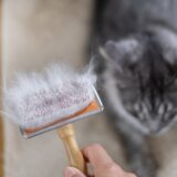 猫の抜け毛対策|ブラッシングや部屋掃除のポイント、抜け毛の原因など解説