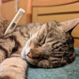 猫がかかるトリコモナス症とは?症状や感染経路、治療法について解説