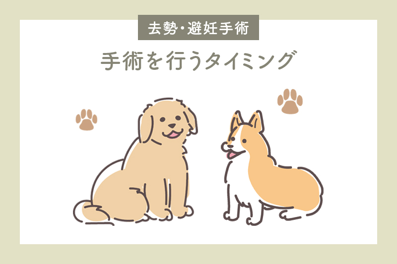 去勢・避妊手術を行うべきタイミングは?