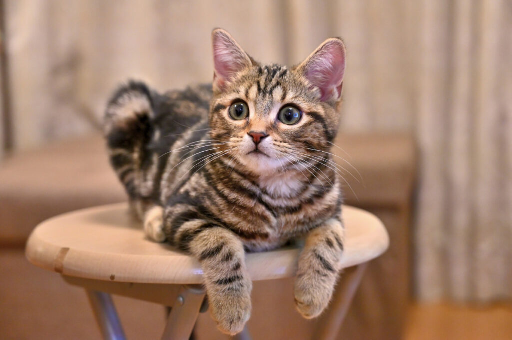 猫のネフローゼ症候群とは?原因・症状・予防法や治療法まで解説!