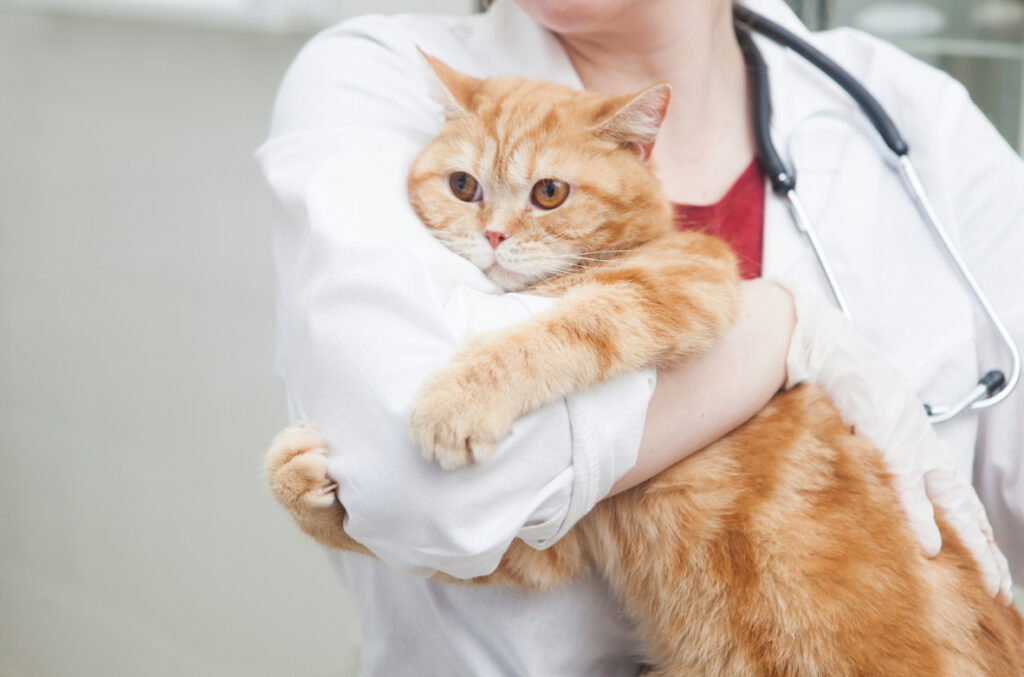 猫のネフローゼ症候群とは?原因・症状・予防法や治療法まで解説!