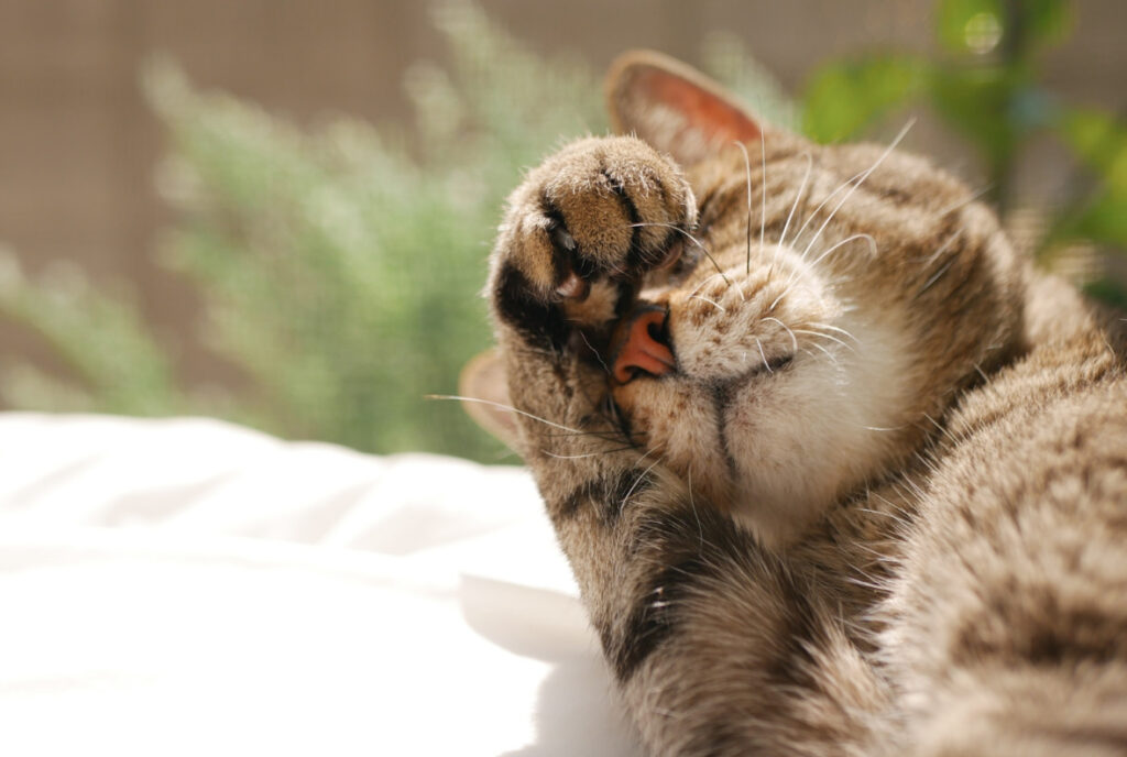 猫のネフローゼ症候群とは?原因・症状・予防法や治療法まで解説!