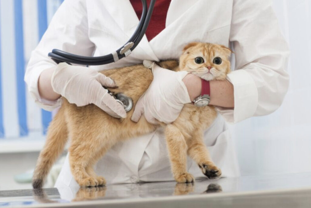 猫のネフローゼ症候群とは?原因・症状・予防法や治療法まで解説!