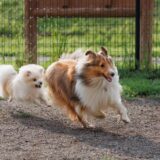 犬の脳炎とは?原因と症状、治療法について解説します