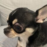 犬のものもらいは病気の可能性がある?考えられる病気や治療法を紹介します