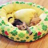 動物病院で去勢・避妊手術を受けるメリット・デメリット|手術のタイミングや費用も解説