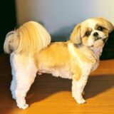 犬の甲状腺機能低下症とは? 症状や原因、治療法を紹介します