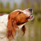 犬が夜中に吠えるのはなぜ?犬が夜中に吠える原因と対策を解説します