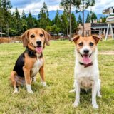犬が寄生虫に感染したときの症状は?寄生虫の種類や感染経路、治療法と予防法を解説