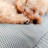 犬が突然歩けない状態になった場合の原因や対処法は?注意点や治療方法も解説!