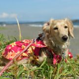 犬に多い病気は?犬種別や年齢別のかかりやすい病気や体調不良のチェック方法を解説