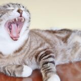 猫の口臭の原因や予防方法は?
