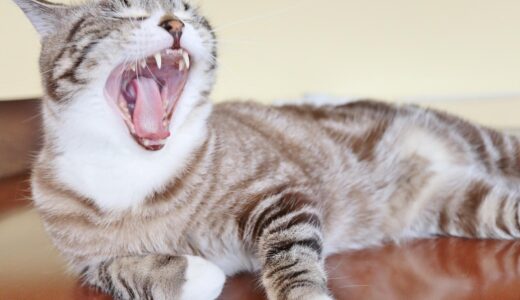 猫の口臭の原因や予防方法は？病院に行くべき症状や治療方法も解説