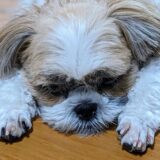 愛犬がぐったりしている?考えられる原因とその対処方法を解説