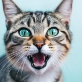 猫は病気で舌を出す?舌を出す理由と考えられる病気、見逃してはいけない症状を解説