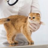 猫が内臓破裂したときの症状は?原因や治療法・診断方法についても解説