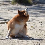 犬が顔を掻く理由とは?ストレスとの関係や考えられる病気、治療法を解説