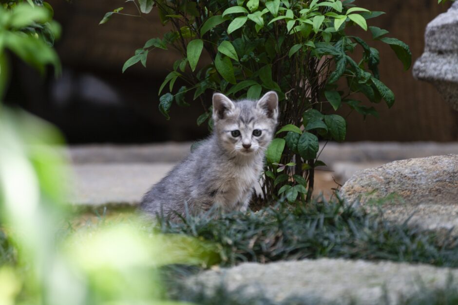 子猫が歩けないのは病気のせい？対処法や予防法についても解説