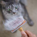 猫の脱毛の原因は?治療法や症状・予防するための対策についても解説