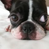 犬の疥癬(かいせん)とは?症状と治療法、なったときの注意点を解説