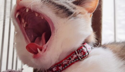 猫の口臭の原因は生まれつき？口臭の原因やケア方法を解説します