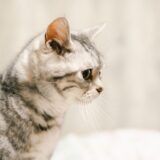 猫の避妊におすすめな時期は?避妊手術にかかる費用や猫への影響も併せて解説します