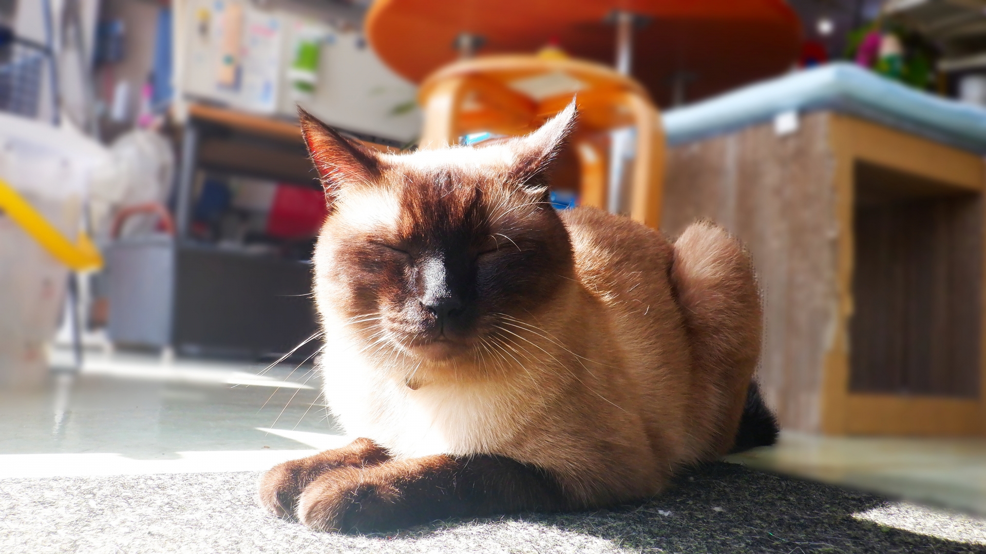 日差しがポカポカで眠いニャ