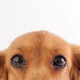 犬のいびきには意味がある?病院へかかる目安についてもあわせて解説