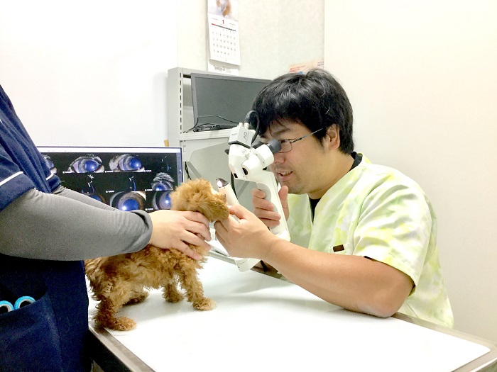 アロハ動物病院