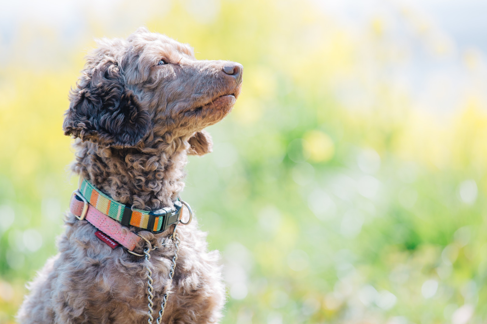犬の病気の種類はたくさん！予防方法や対策もご紹介