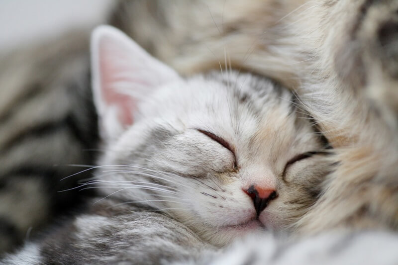 ガーデン動物病院