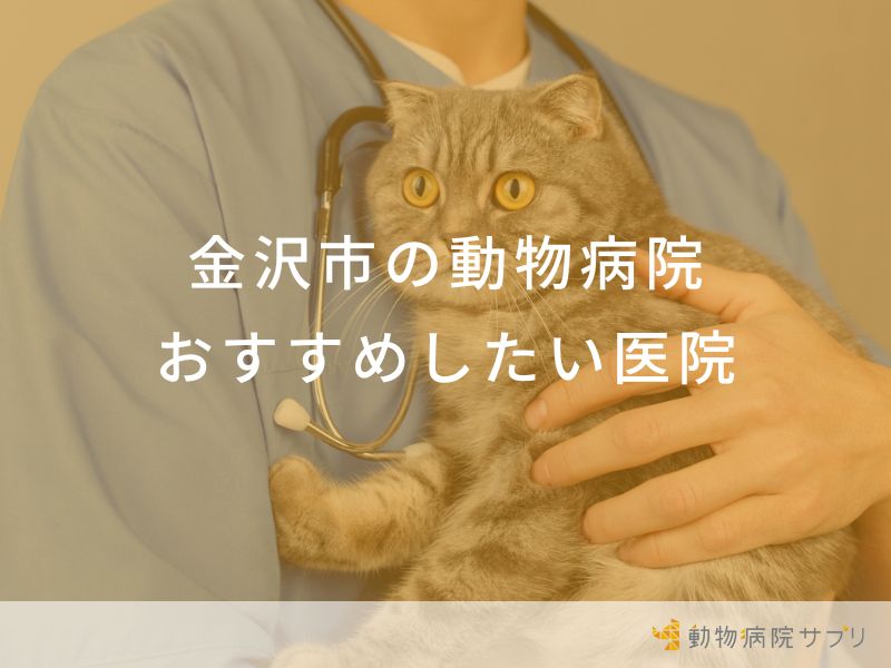 【2024年】金沢市の動物病院 おすすめしたい7医院