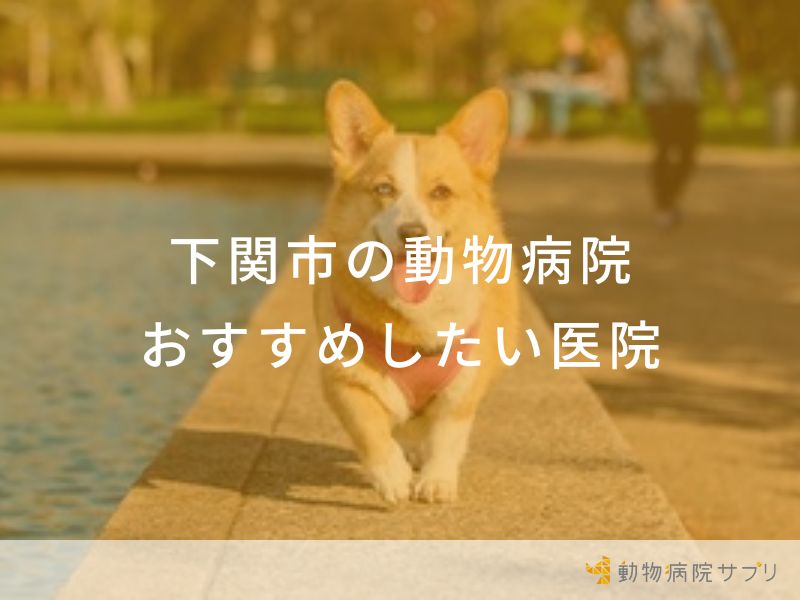 【2024年】下関市の動物病院 おすすめしたい６医院