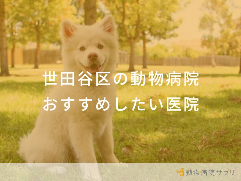 【2024年】世田谷区の動物病院 おすすめしたい７医院