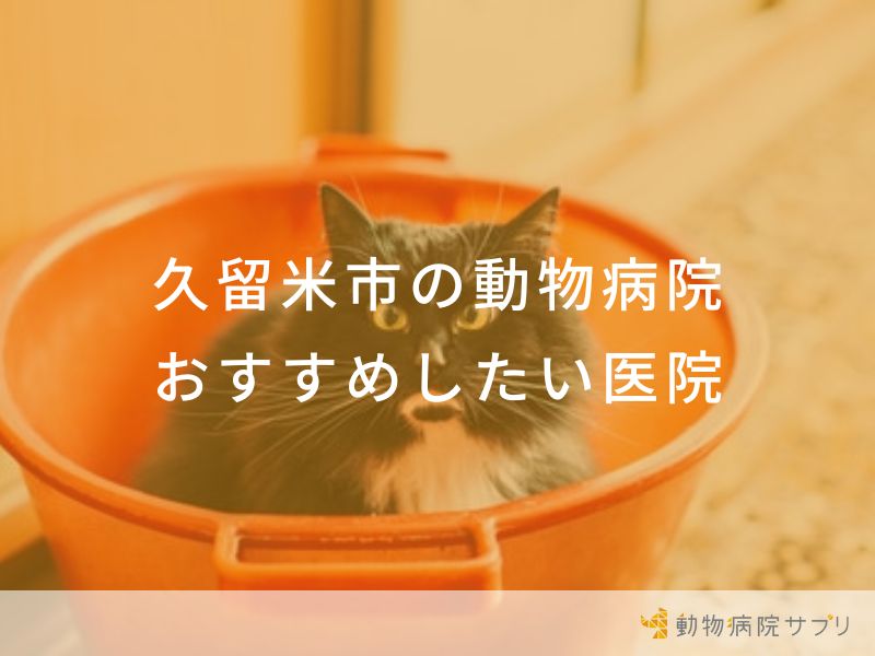 【2024年】久留米市の動物病院 おすすめしたい４医院
