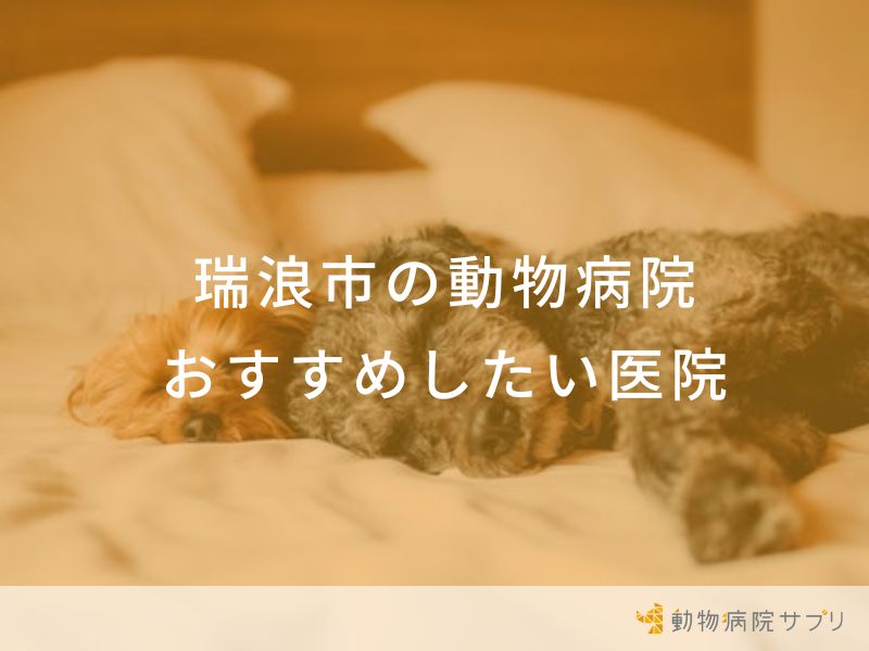 【2024年】瑞浪市の動物病院 おすすめしたい4医院