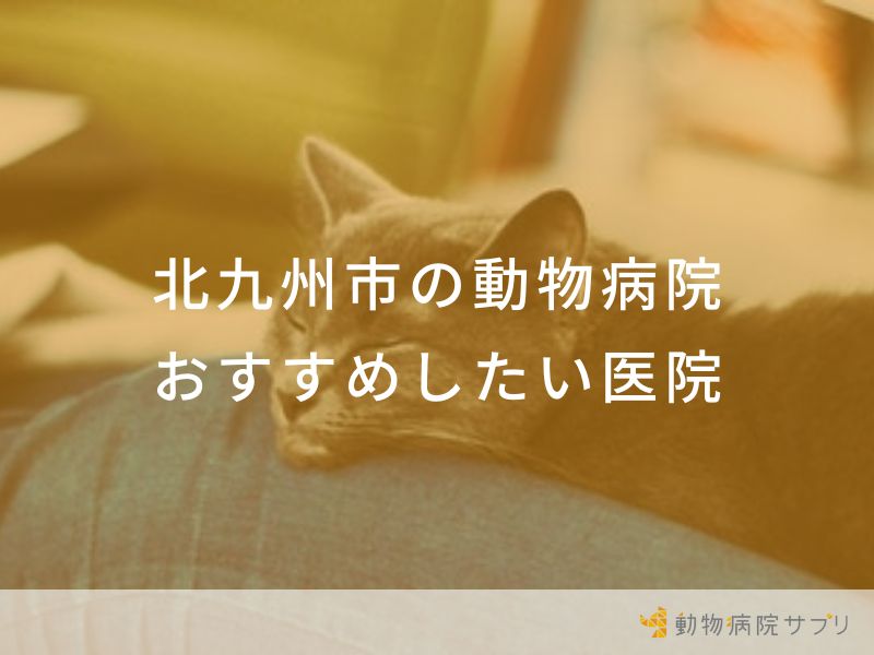 【2024年】北九州市の動物病院 おすすめしたい６医院
