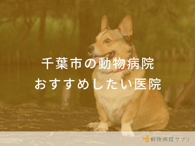 【2024年】千葉市の動物病院 おすすめしたい６医院