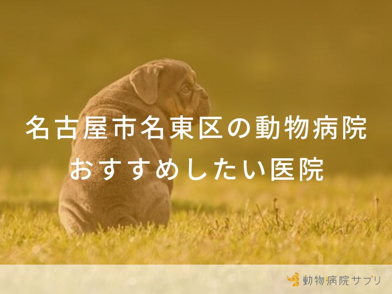 【2024年】名古屋市名東区の動物病院 おすすめしたい６医院